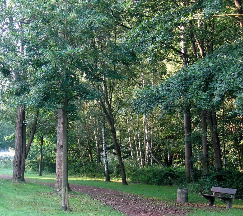Forêt de Diesen